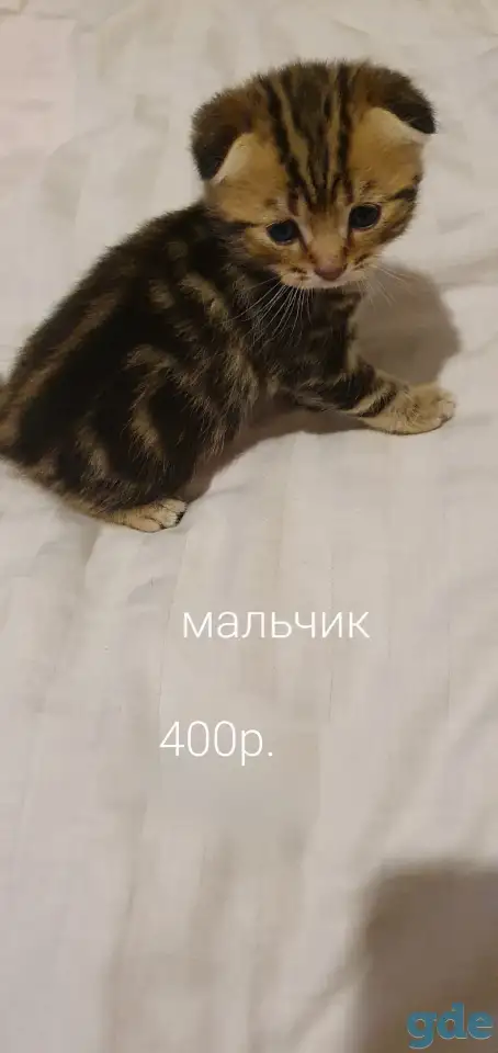 Шотландские котята, фотография 4