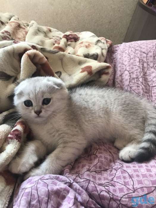 Шотландские котята, фотография 2