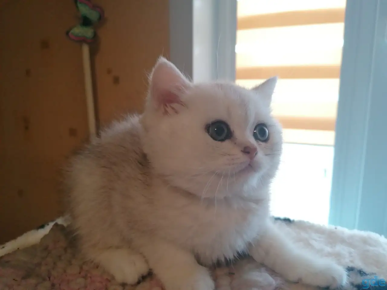 породистый британский котёнок, фотография 1