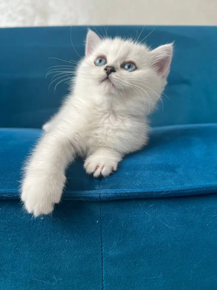 Британские котята, фотография 2