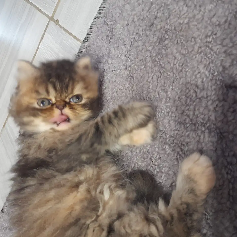 Персидские котята, фотография 2