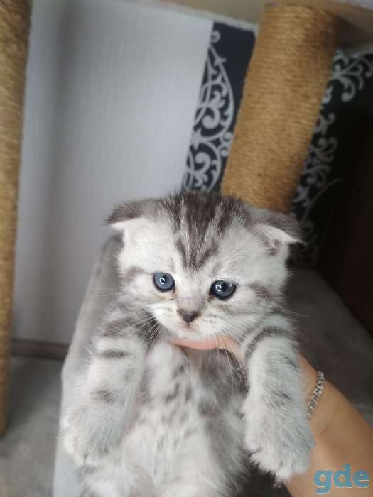 Шотландские котята, фотография 5