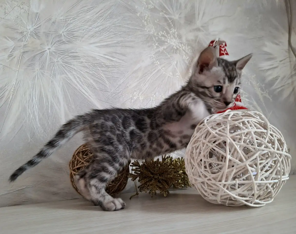 Бенгальские котята, фотография 5