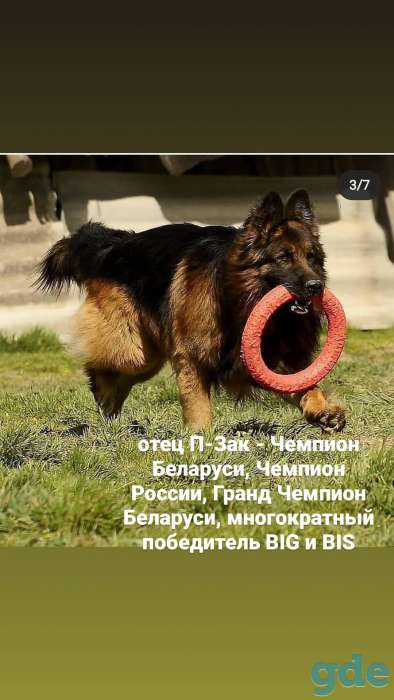 Щенки немецкой овчарки, длинношёрстные, с родословной, фотография 9