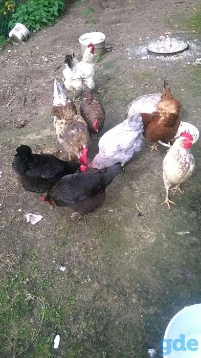 продажа кур, фотография 2