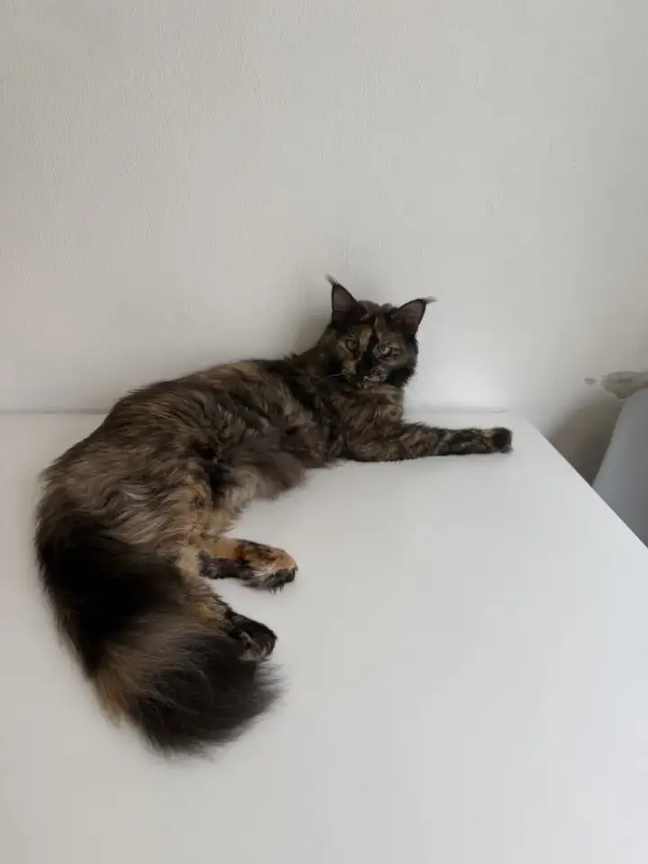 Котята мейн-кун, фотография 6