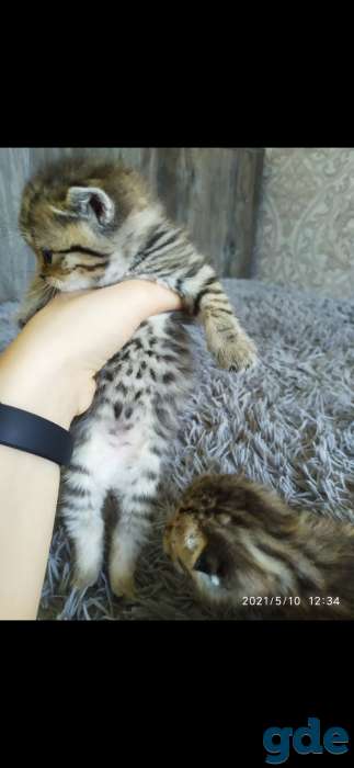 Шотландские котята, фотография 1