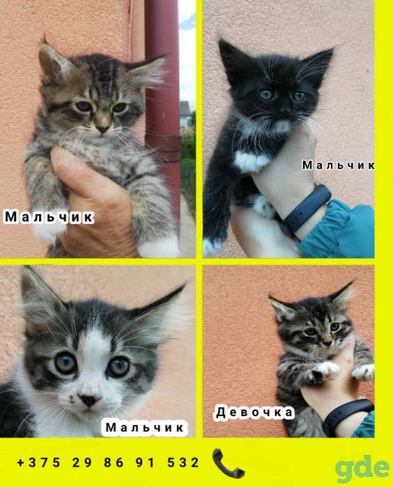 Котята в добрые руки, фотография 1