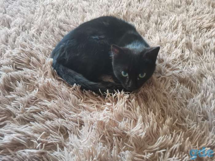 Котенок в хорошие руки, фотография 2