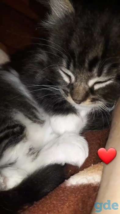 отдам котенка, фотография 1
