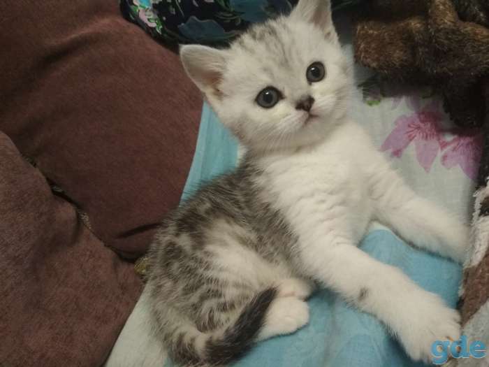 Шотландские котята, фотография 1