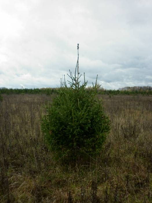 Продам сосны и ели оптом к новому году, фотография 2