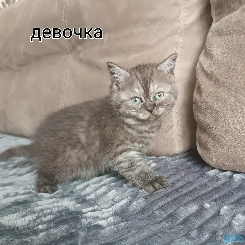 Котята, фотография 4
