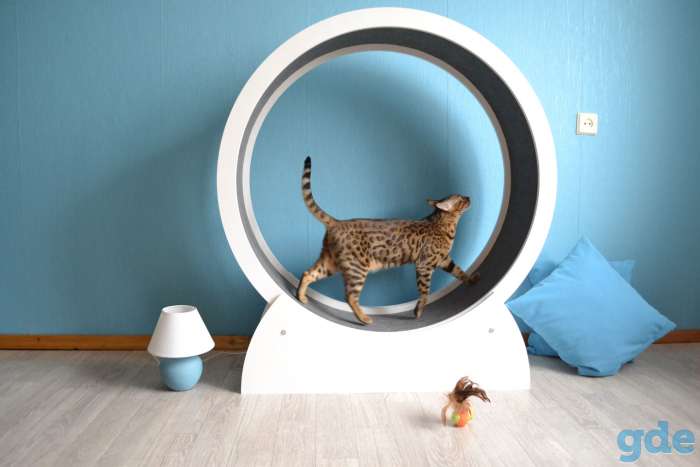 Беговое колесо для кота, фотография 2
