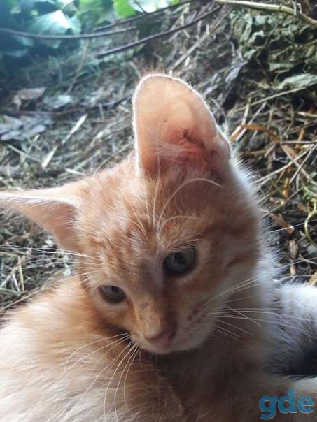 Котята ищут дом или передержку, фотография 6