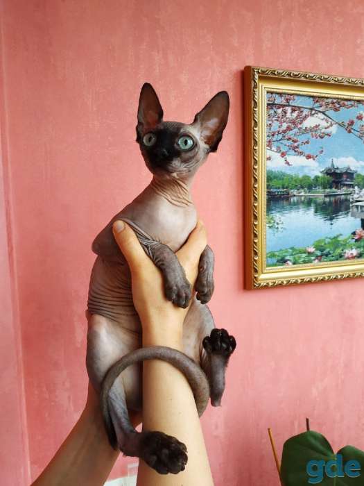 Канадский сфинкс кошка, фотография 4
