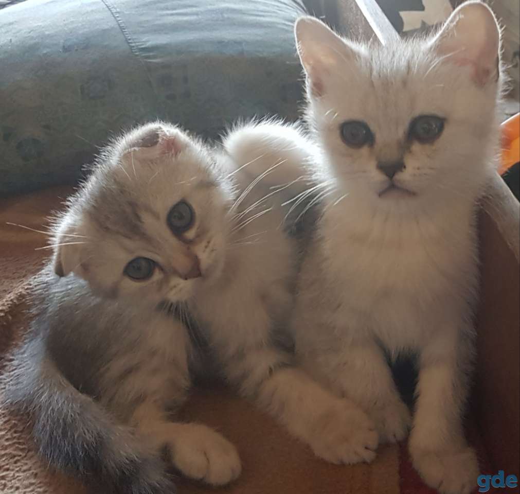 Продаются милые шотландские котята, фотография 2