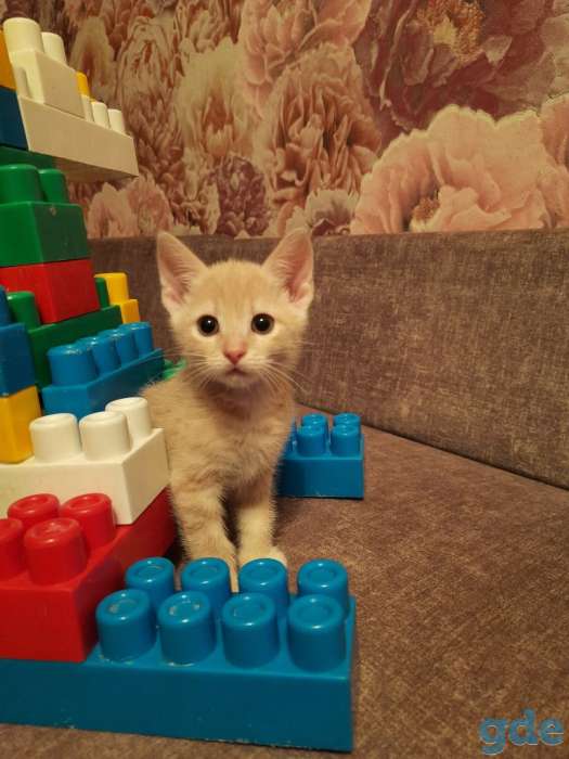 Котята даром!!!!, фотография 1