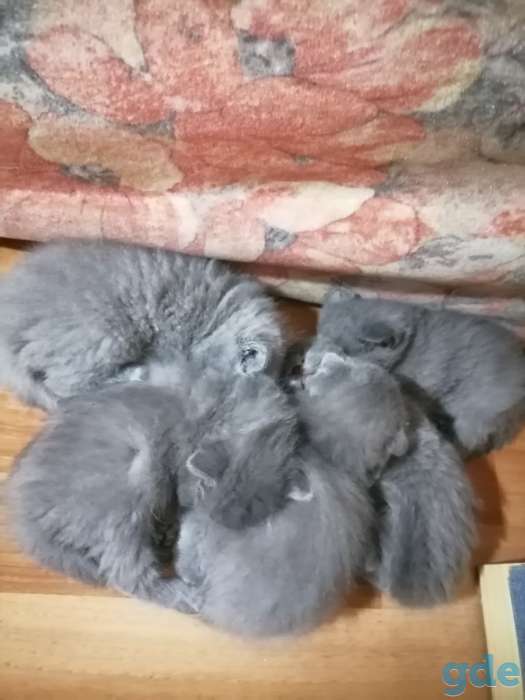 Продаю котят шотландской породы, фотография 3