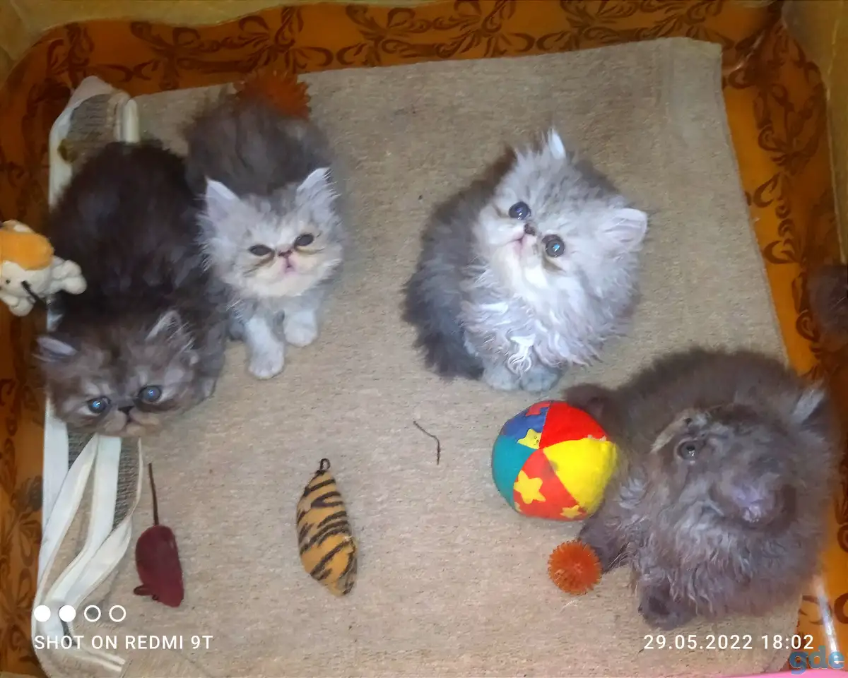 Персидские котята Экстремального типа чистокровные. Персы., фотография 8