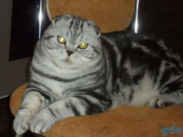 Котята, фотография 3