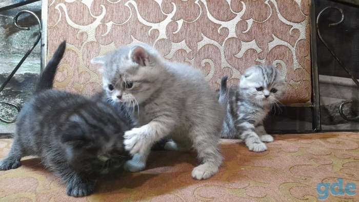 котята шотландские, фотография 7