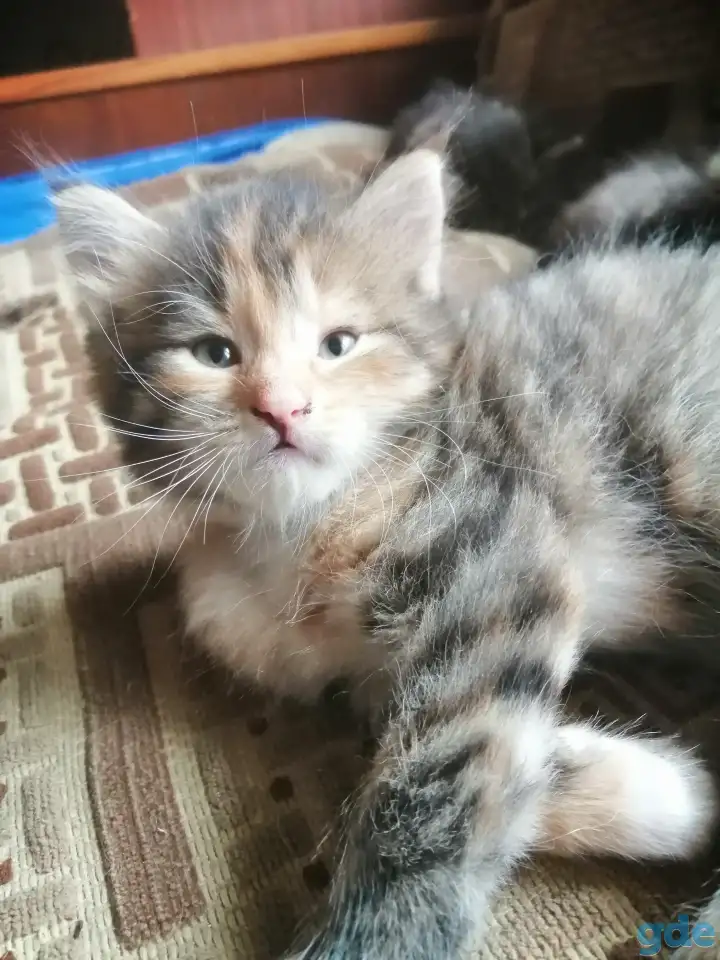 Котята в дар, фотография 6