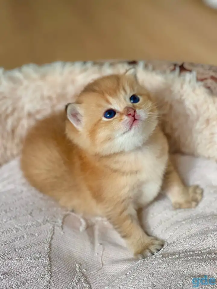 ЗОЛОТАЯ ШИНШИЛЛА шотландские котята, фотография 3