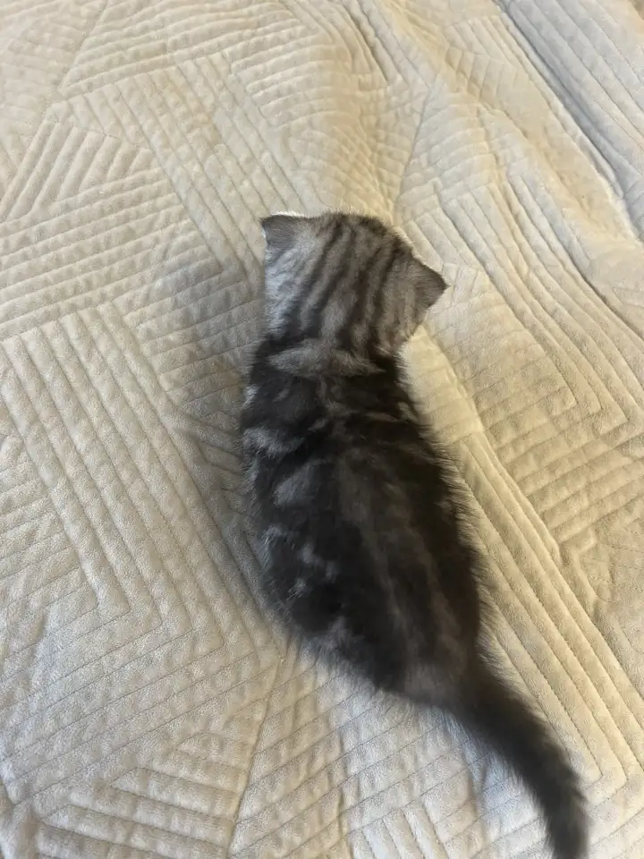 Шотландские котята, фотография 6