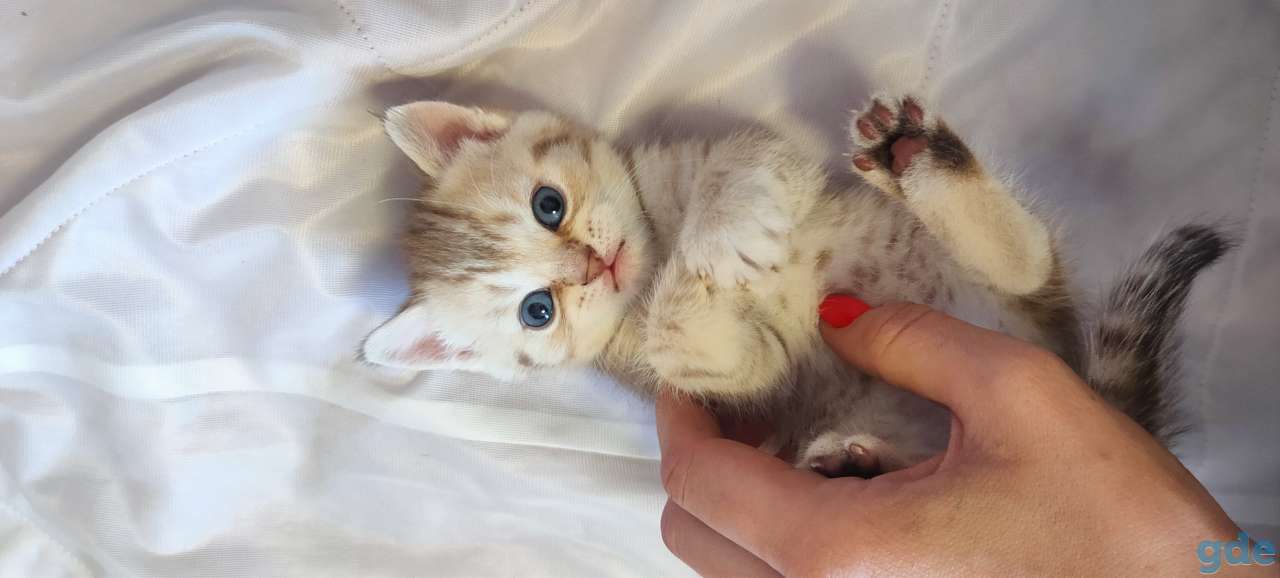 Шотландские котята, фотография 3