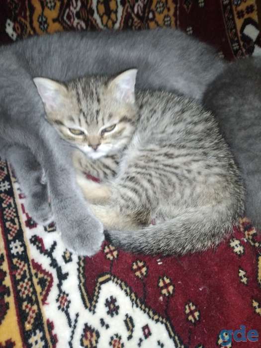 Котенок, фотография 2