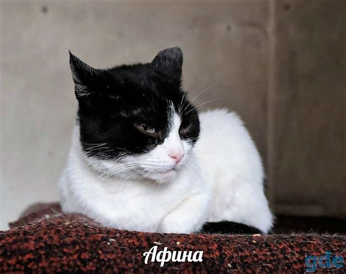 Очень красивая чёрно-белая кошка, фотография 3
