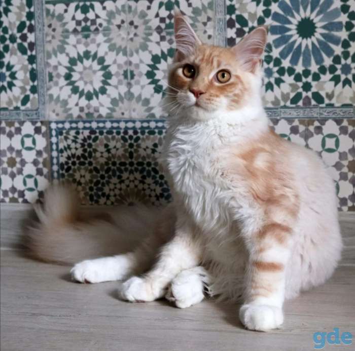 Мейн-кун котенок, фотография 7