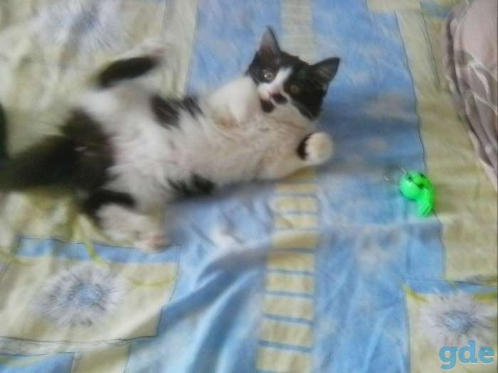 Котёнок 2,5 месяца, фотография 3