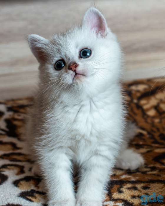 Шотландский котенок мальчик, фотография 1