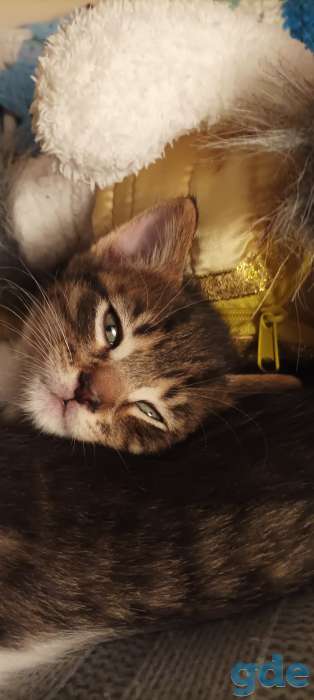 Котята в добрые руки, фотография 5