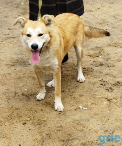 Собака ищет дом, фотография 3