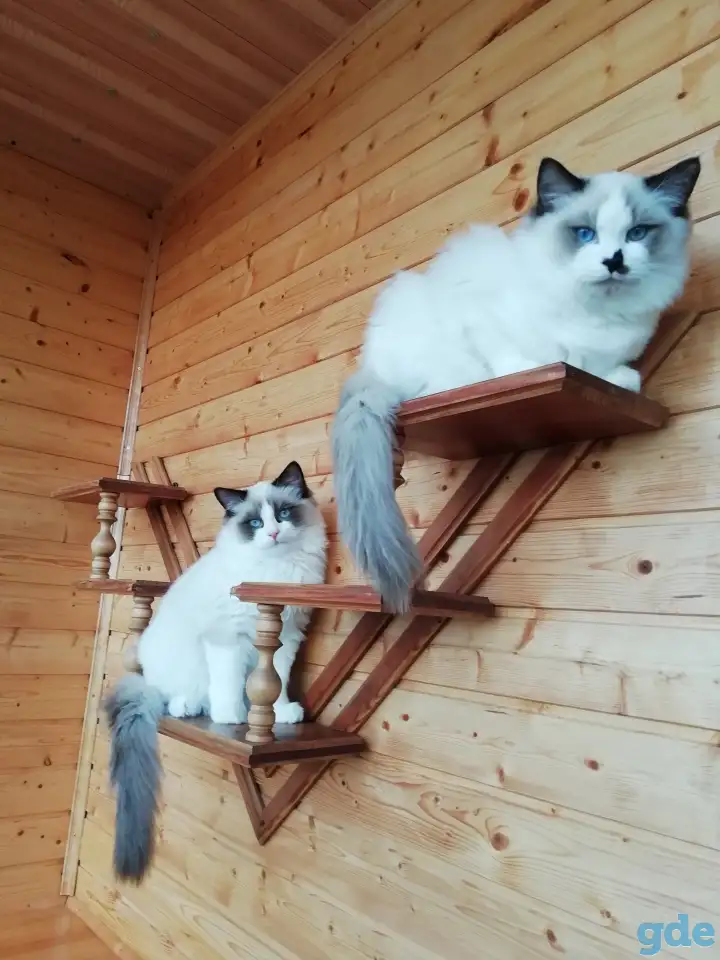 Котёнок Рэгдолл в любящую семью, фотография 4