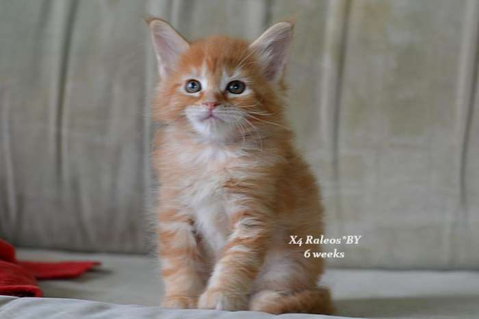 Котята мейн кун рыжики, фотография 4