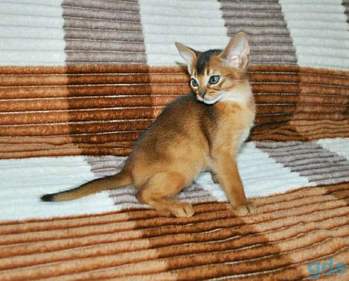 Абиссинский котенок, фотография 6