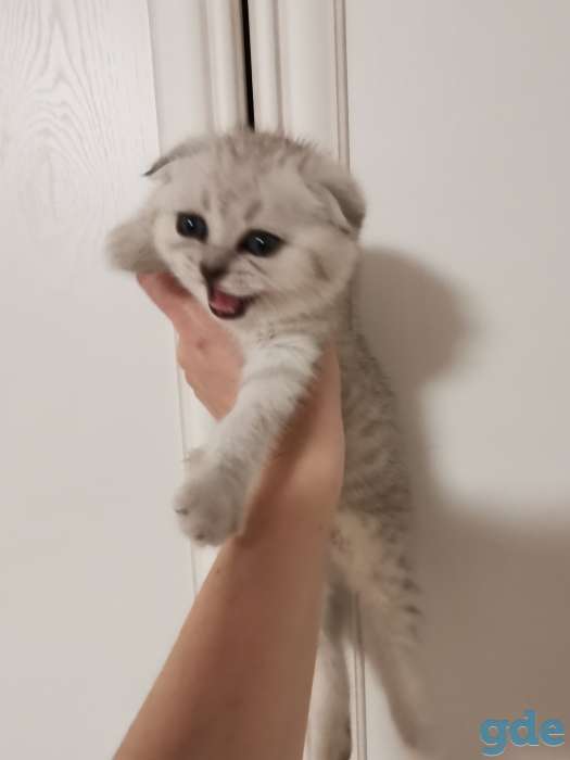 Шотландские котята, фотография 7