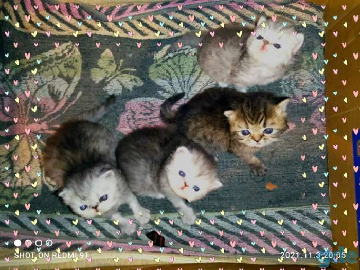 Персидские котята.Экстремального типа ., фотография 4