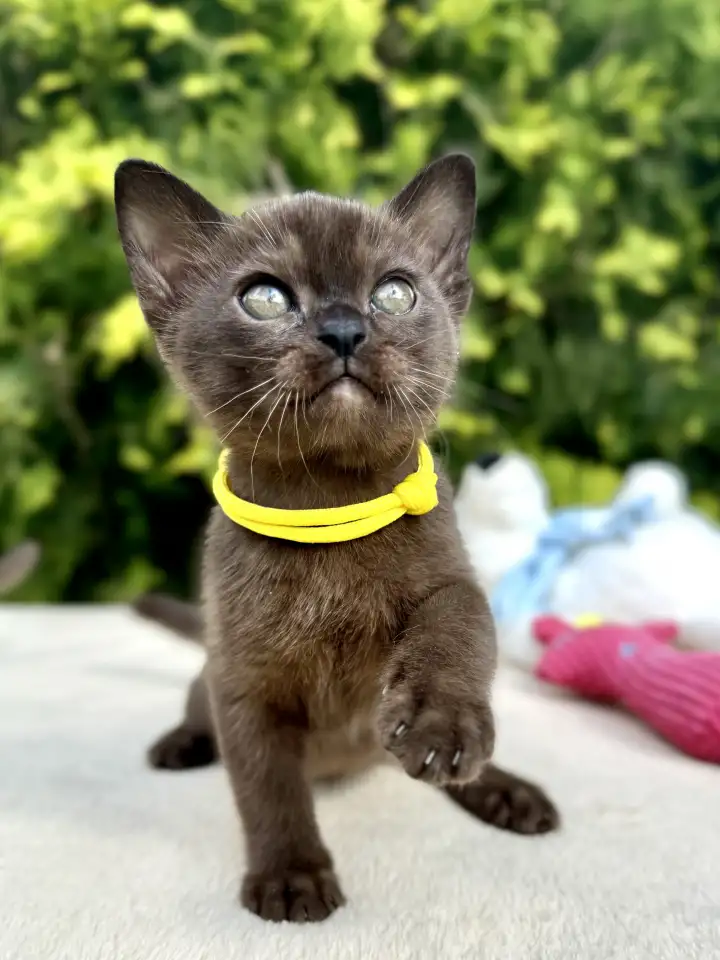 Котёнок Европейской бурмы, фотография 9