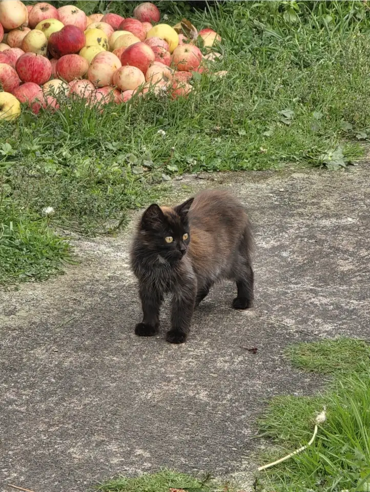 Отдам котят в добрые руки, фотография 1