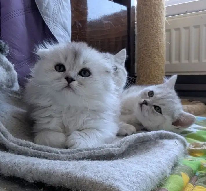 Котята страйты и фолды., фотография 3