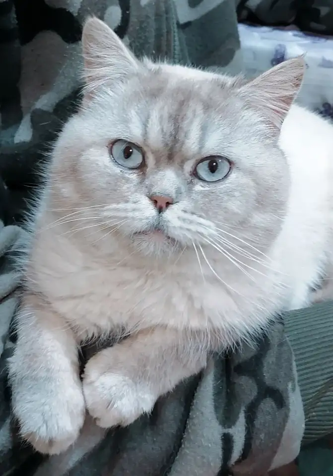 Шотландские котята, фотография 6