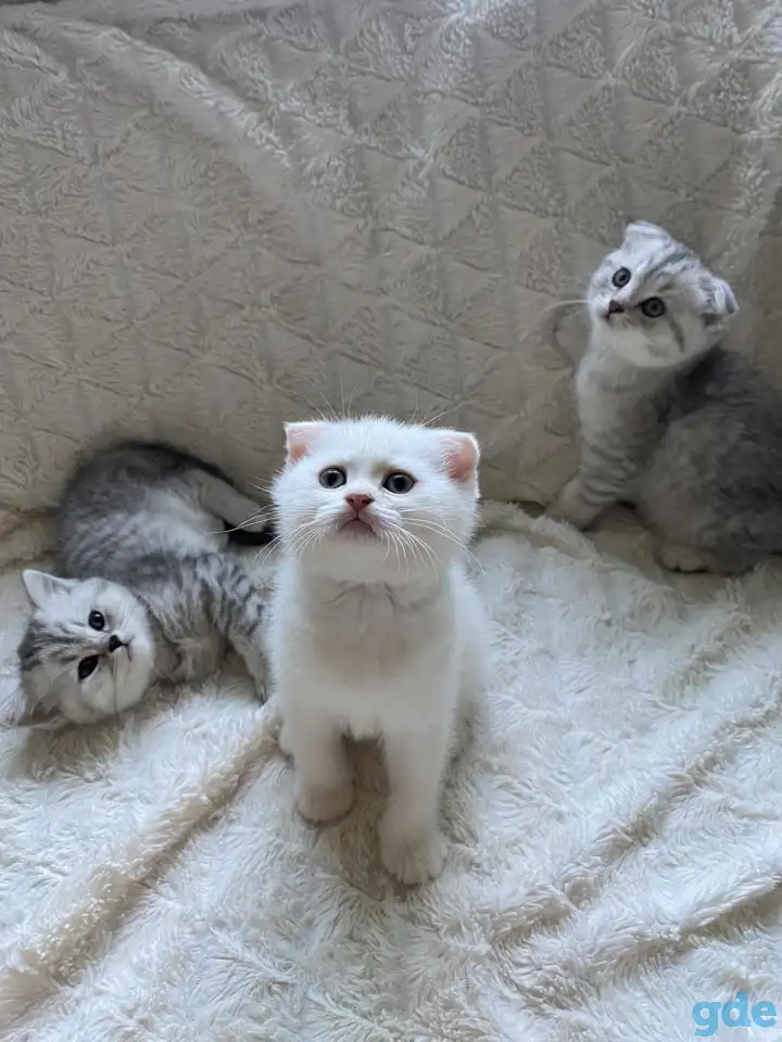 Шотландские милашки, фотография 2