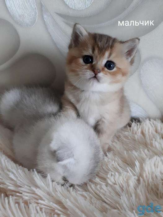 Котята шотландские серебристой и золотой шиншилки, фотография 1