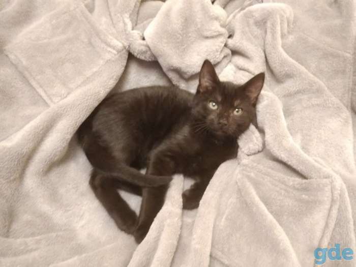 Черный котенок 3 мес. мальчик, фотография 3