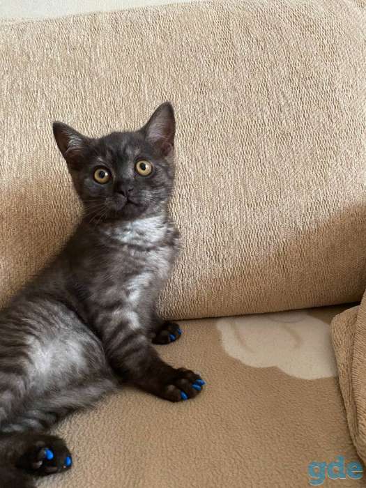 Британский короткошерстый котенок, фотография 7